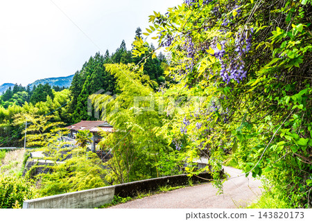 【傳統建築群重要保護區】落合，東祖屋山村：初夏景色－紫藤花與道路，德島縣三好市 143820173