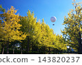 Ginkgo trees and balloons floating in the blue sky 143820237