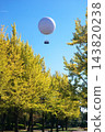 Ginkgo trees and balloons floating in the blue sky 143820238