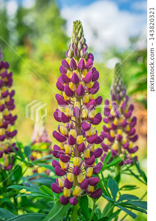 Purple and yellow lupine flower spikes blooming in a sunny garden, vibrant floral nature background for spring season botanical photography concepts 143820321