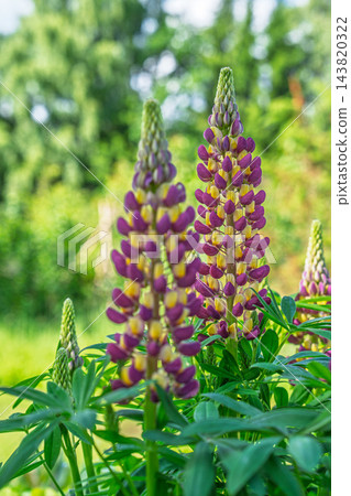 Purple and Yellow Lupine Flowers Blooming in a Sunny Garden Setting During Springtime, Vertical Close-up Shot of Beautiful Perennial Plant Spikes 143820322
