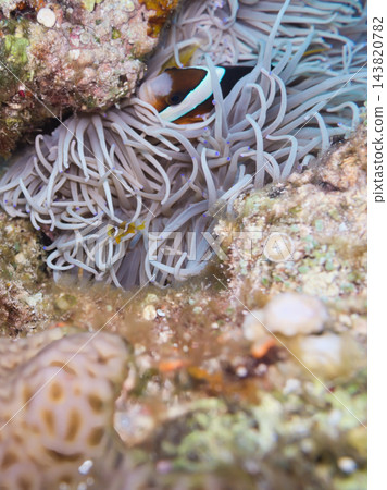 海葵和銀蓮花屬魚 海葵和銀蓮花屬魚 143820782