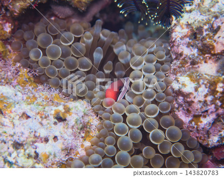 小丑魚藏在海葵裡 143820783