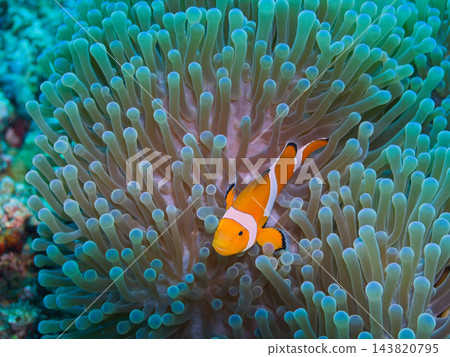 隱藏在海葵中的小丑魚 143820795