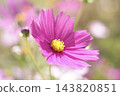 美麗的深粉紅色波斯菊 143820851