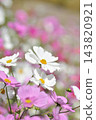 Cosmos flowers are in bloom. 143820921