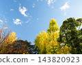 Autumn leaves in parks in Tokyo 143820923