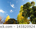 Autumn leaves in parks in Tokyo 143820924