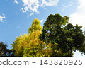 Autumn leaves in parks in Tokyo 143820925