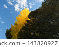 Autumn leaves in parks in Tokyo 143820927