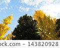 Autumn leaves in parks in Tokyo 143820928
