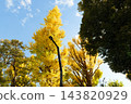Autumn leaves in parks in Tokyo 143820929