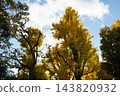Autumn leaves in parks in Tokyo 143820932