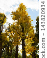 Autumn leaves in parks in Tokyo 143820934