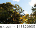 Autumn leaves in parks in Tokyo 143820935