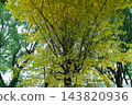 Autumn leaves in parks in Tokyo 143820936