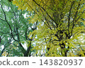 Autumn leaves in parks in Tokyo 143820937