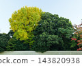 Autumn leaves in parks in Tokyo 143820938