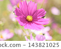 美麗的深粉紅色波斯菊 143821025