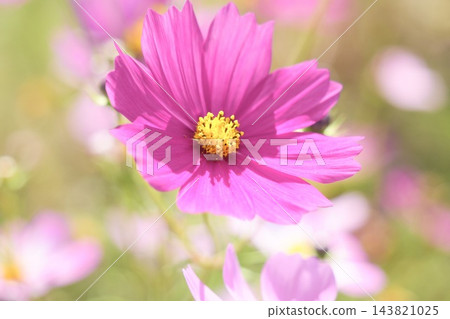 美麗的深粉紅色波斯菊 美麗的深粉紅色波斯菊 143821025