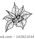 Poinsettia flower ink graphic, Winter star flower. Botanical line art element. Hand painted outline illustration for Christmas or New Year greeting card design, holiday decoration, wedding 143821034