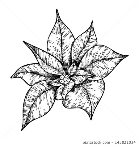 Poinsettia flower ink graphic, Winter star flower. Botanical line art element. Hand painted outline illustration for Christmas or New Year greeting card design, holiday decoration, wedding 143821034