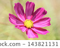 開花在秋天花壇的波斯菊 143821131