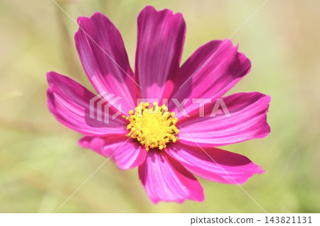 開花在秋天花壇的波斯菊 開花在秋天花壇的波斯菊 143821131