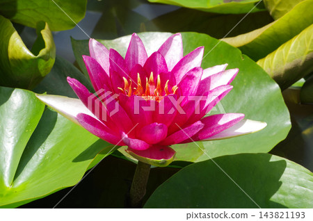 紅睡蓮 143821193