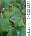 Larva of the sesame tussock moth, Kamakura 143821224