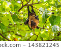 Fruit bat flying fox hanging upside down side view tree branch green leaves tropical wildlife mammal animal nature jungle canopy habitat 143821245