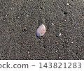 Cherry blossom shell, Yuigahama, Kamakura 143821283