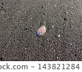 Cherry blossom shell, Yuigahama, Kamakura 143821284