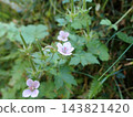 Geranium thunbergii, Kamakura 143821420
