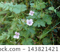 Geranium thunbergii, Kamakura 143821421