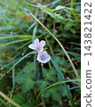 Geranium thunbergii, Kamakura 143821422