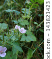 Geranium thunbergii, Kamakura 143821423