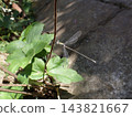 Damselfly (male), Zuizenji Temple, Kamakura 143821667