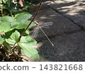 Damselfly (male), Zuizenji Temple, Kamakura 143821668