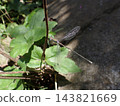 Damselfly (male), Zuizenji Temple, Kamakura 143821669