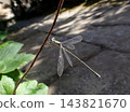 Damselfly (male), Zuizenji Temple, Kamakura 143821670