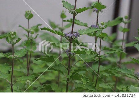 在秋日花園裡,菊花淡紫色的花苞競相綻放。 在秋日花園裡,菊花淡紫色的花苞競相綻放。 143821724