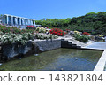 Suma Rikyu Park (Suma Ward, Kobe City): Spring roses adorn the park grounds - part of the stepped cascade. 143821804