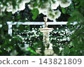 Suma Rikyu Park (Suma Ward, Kobe City) is adorned with spring roses: Sculptures in the garden can be seen through the white rose hedges. 143821809