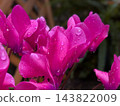 雨後柔和的粉紅仙客來 143822009