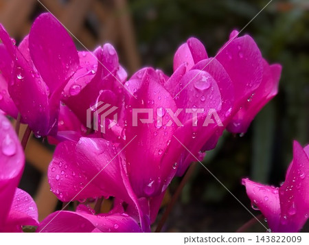 雨後柔和的粉紅仙客來 143822009