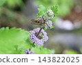 一隻小長角掘土蜂棲息在秋日花園裡盛開的紫色菊花上。 143822025