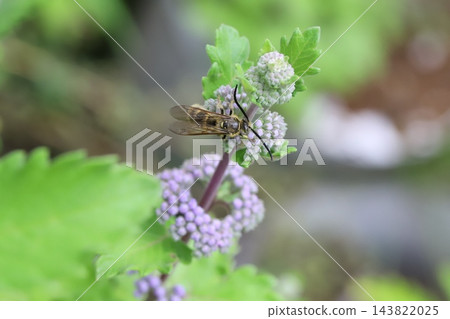 一隻小長角掘土蜂棲息在秋日花園裡盛開的紫色菊花上。 一隻小長角掘土蜂棲息在秋日花園裡盛開的紫色菊花上。 143822025