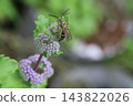 一隻小長角掘土蜂棲息在秋日花園裡盛開的紫色菊花上。 143822026