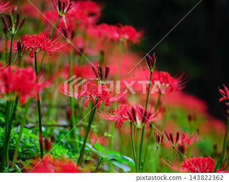 土佐山群孤挺花 土佐山群孤挺花 143822362